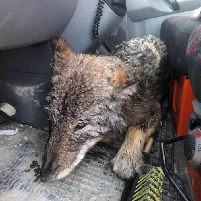 Loup sauvé des eaux du fleuve Parnu