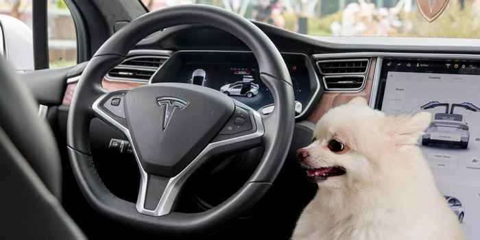 Dog Mode dans une voiture Tesla.