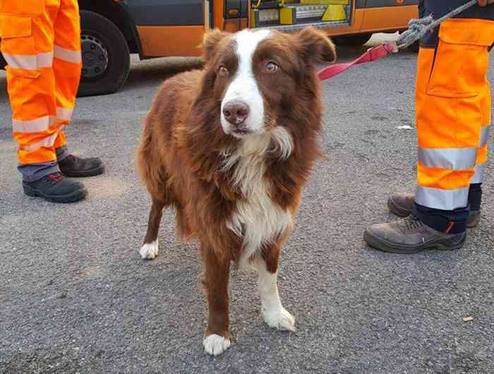 Border Collie qui poursuit ses moutons 