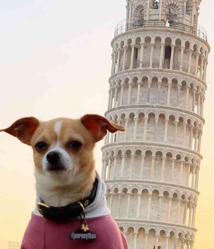 Jonathan le chihuahua à Pise devant la tour de Pise