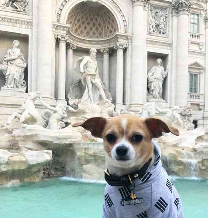 Jonathan le Chihuahua en voyage à Rome