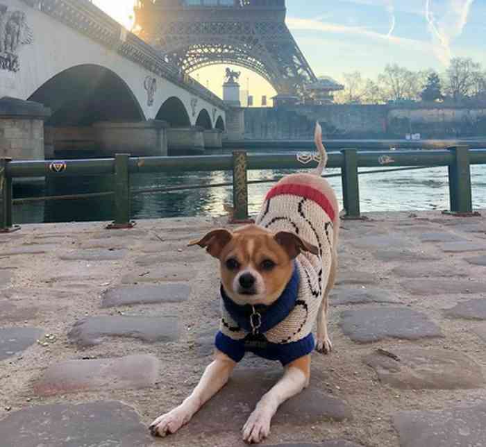 Un gentil Chihuahua sauvé par une famille de l'euthanasie voyage désormais aux 4 coins du monde
