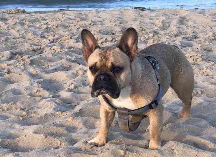 Un bouledogue français découvre une bombe et sauve la vie de son maître