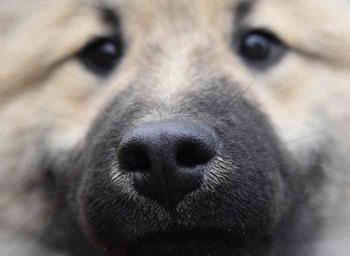 L'equipe de chercheur de Rennes a prouvé que le nez des chiens peut détecter l'épilepsie.