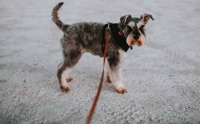 Promenade de chien