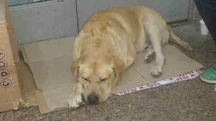 Le labrador toto attend son maître devant l’hôpital.