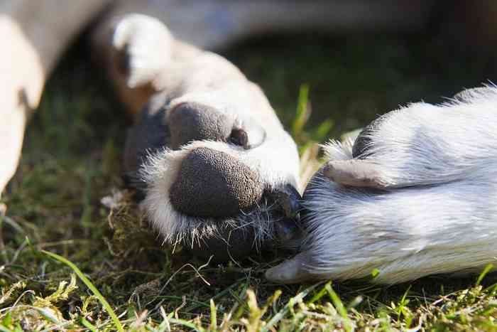 Pourquoi les chiens se lèchent les pattes? 