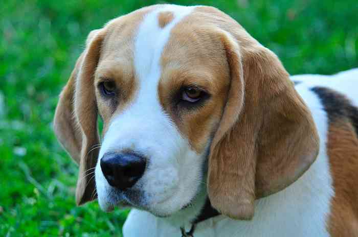 Beagle participant à l'étude sur la détection des cancers du sang