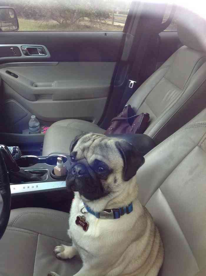 Un chien de race Carlin enfermé dans une voiture.