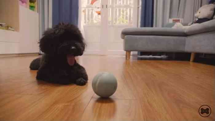 La balle Wicked Ball qui permet aux chiens de jouer durant des heures