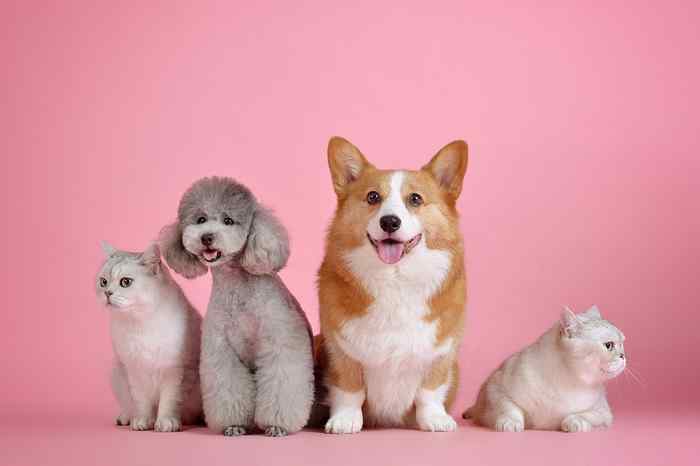 Les chiens rendent plus heureux que les chats