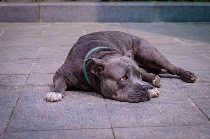 La fatigue est un symptôme de problème cardiaque chez le chien