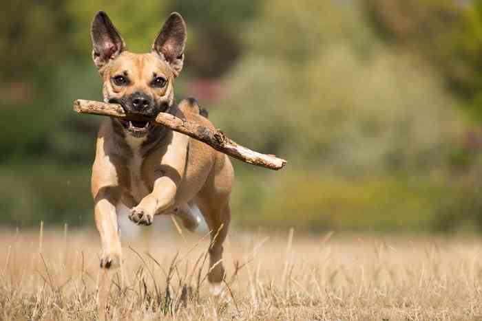 Jeune chien qui rapporte le bâton à son maître