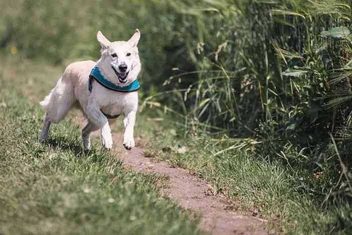 L'exercice est indispensable pour la santé du chien.