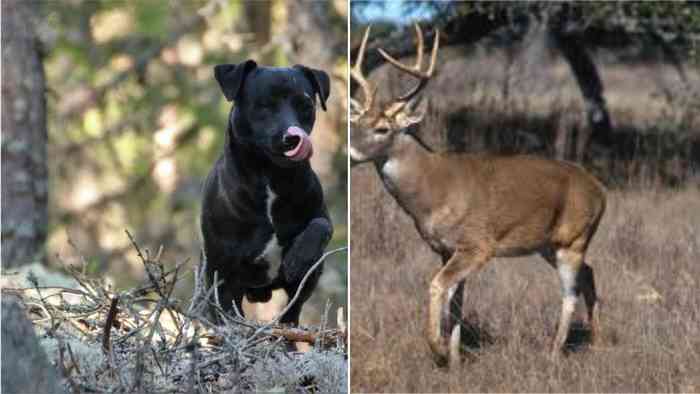 Des chiens chassant illégalement des cerfs