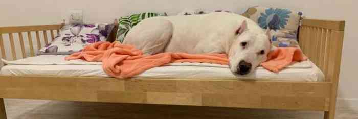 Le Dogo qui a tué un petit enfant de 18 mois a une nouvelle maison