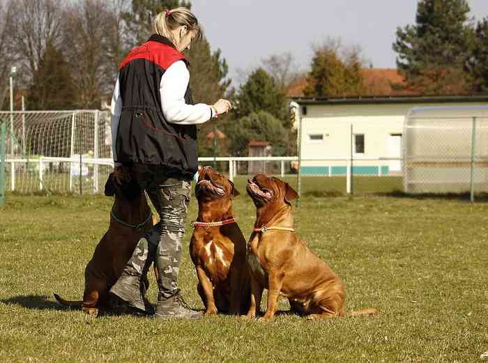 L'éducateur canin le professionnel qui vous aide à éduquer votre chien 