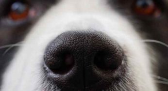 Les chiens détectent les tumeurs dans le sang avec une précision de 97 %