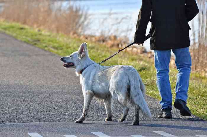 Chien en promenade