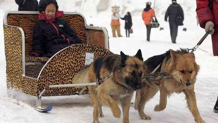 Deux berger allemand tractent une calèche en Chine