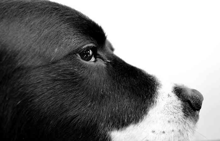 La  génétique influence la passion pour les chiens 