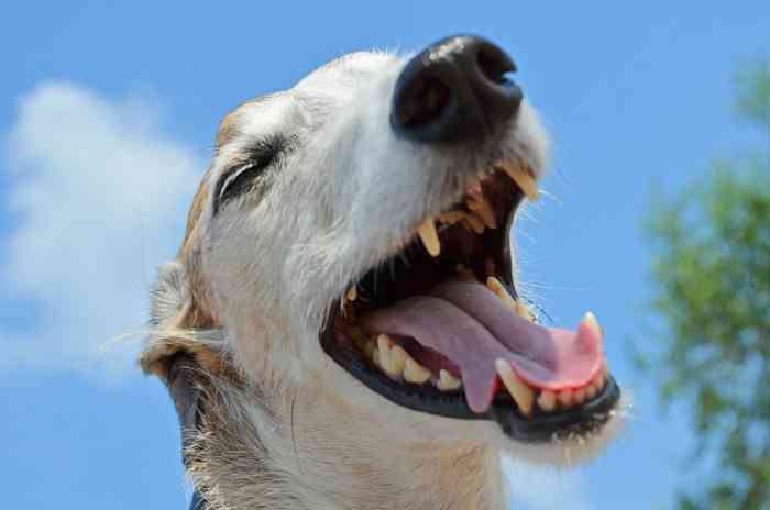 Problèmes bucco-dentaires des chiens