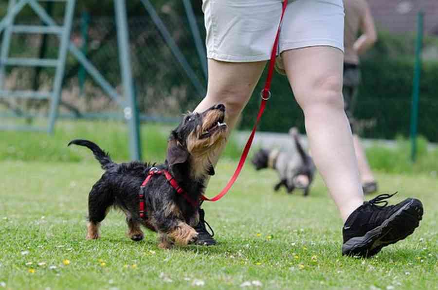 Un chien bien éduqué pour la vie en ville