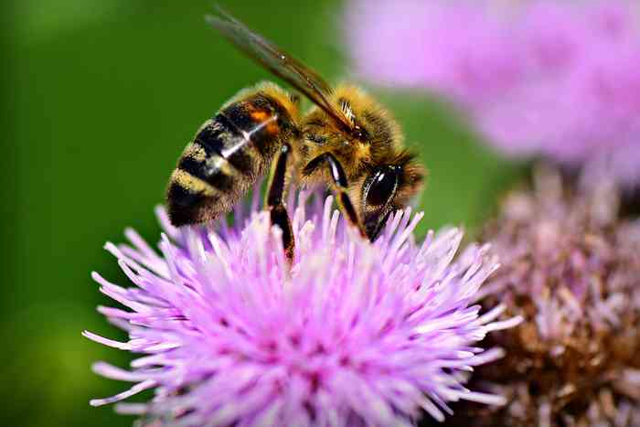 L'été, il peut arriver que le chien se fasse piquer par une abeille.