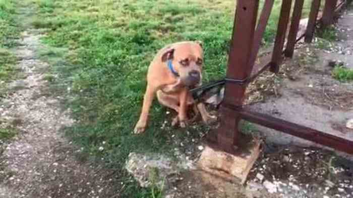 Un chien est abandonné avec un petit mot et son sac de jouets