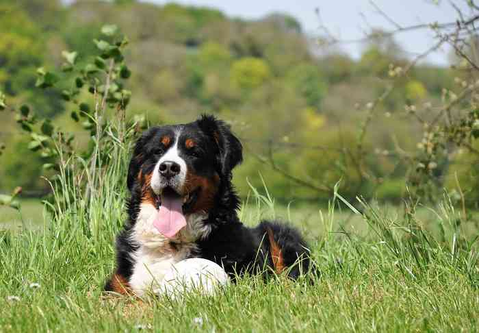 Piqures d'abeilles chez le chien l'été