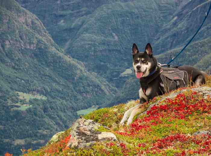 Ballades en montagne avec notre chien de compagnie