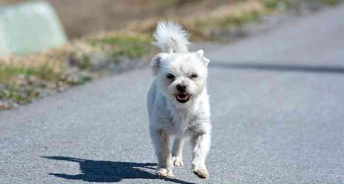 L'été par forte chaleur et en plein soleil l'asphalte peut brûler les pattes des chiens