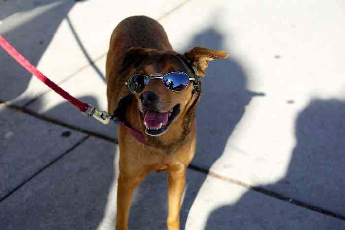 Protéger les chiens de la chaleur pendant les périodes de fortes chaleurs et en période de canicule