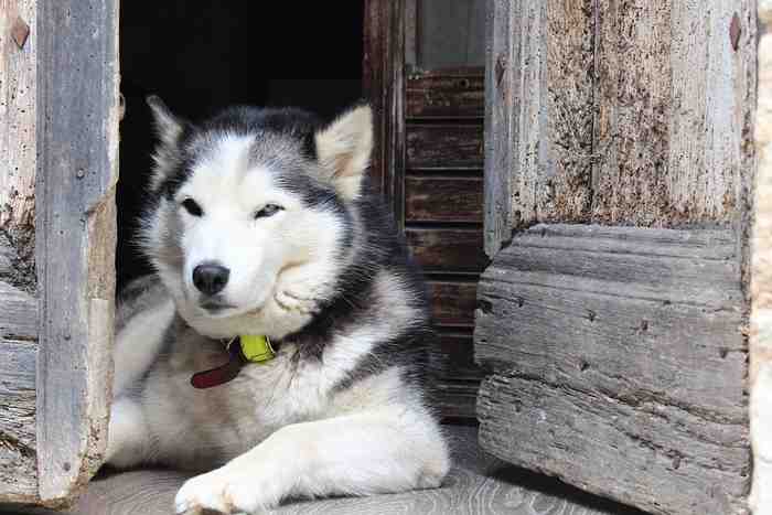 Ce chien patiente en attendant son maître sur le pas de la porte