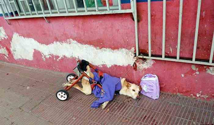 En Argentine une chienne paralysée est abandonnée devant un salon de toilettage.