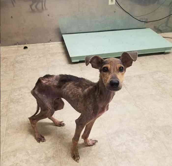 Chien mourant de faim sauvé par un photographe au Belize