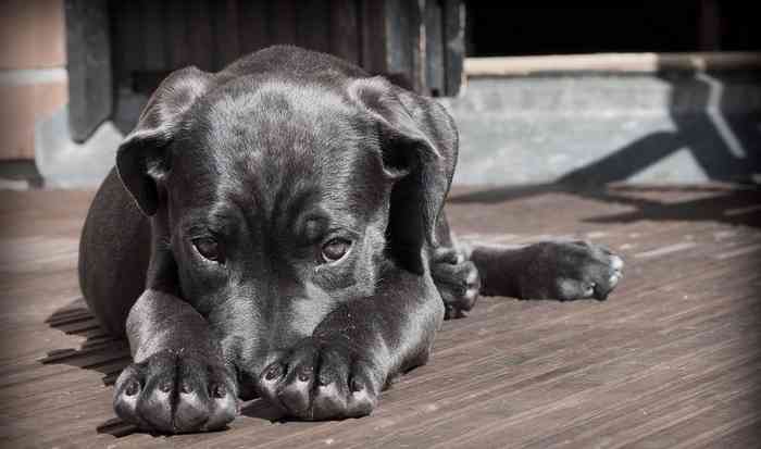 Le stress du chien et de l'homme sont corrélés