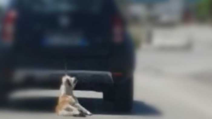 Chien traine par une voiture en Italie par des tarés