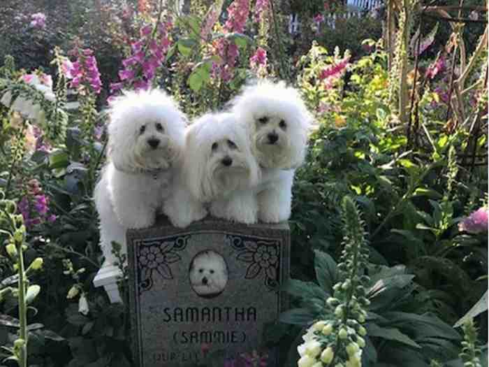 Les chiens clonés Miss Violet e Miss Scarlett de Barbara straisand