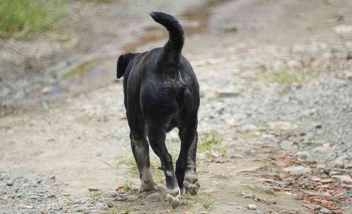 Chien abandonné qui divague le long des routes et des chemins.