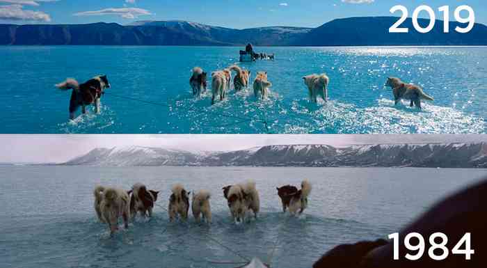 Les chiens couraient déjà sur l'eau au Groenland en 1984