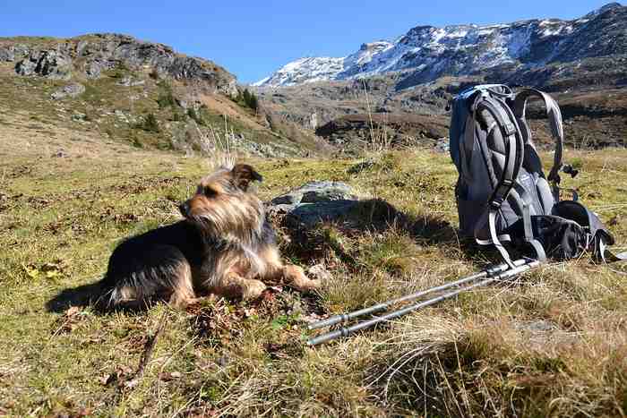 Allez en montagne avec son chien