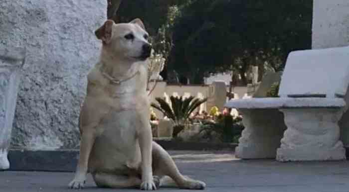 La chienne Nicoletta a veillé sur la tombe de son défunt maître durant des années.