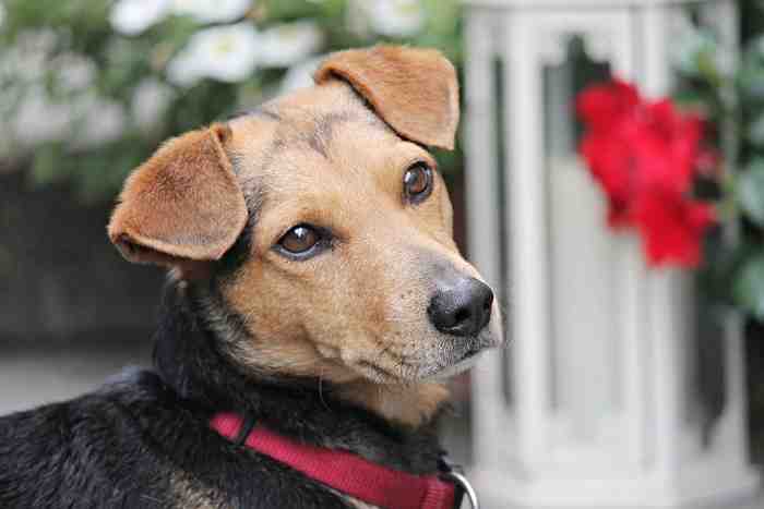 Le regard expressif du chien a été voulu par l'homme lors de sa domestication.
