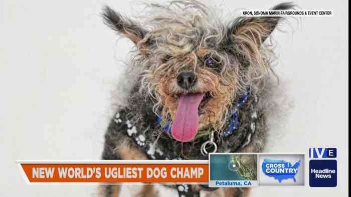 Scamp le chien le plus laid du monde en 2019 a remporté le World Ugliest Dog