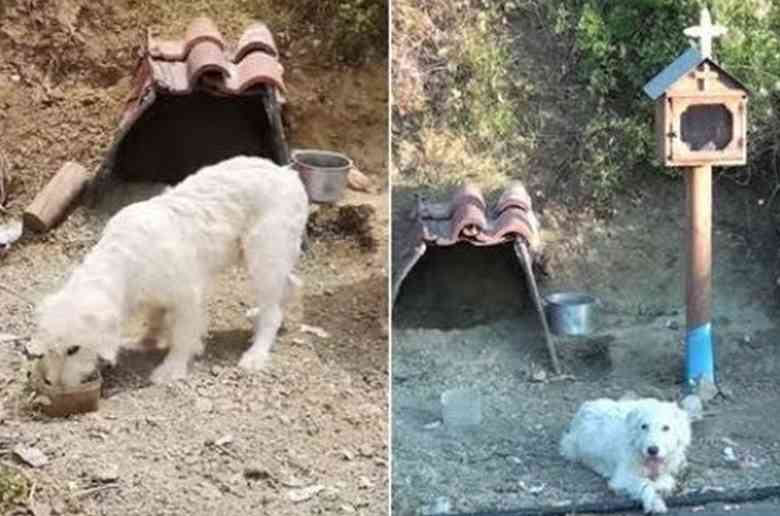 Le chien Hachiko Greco qui attend son maître là où il est décédé