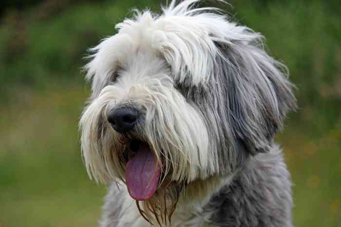 Un très beau spécimen de chien de race bearded collie