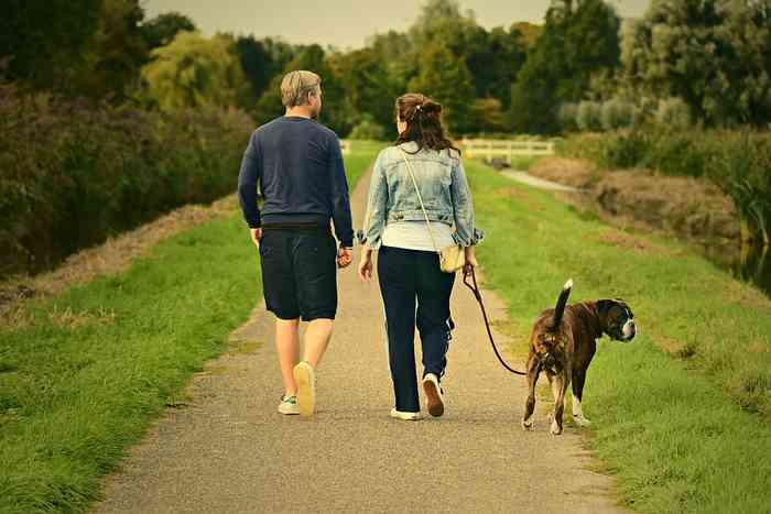 Chien en promenade avec ses maîtres