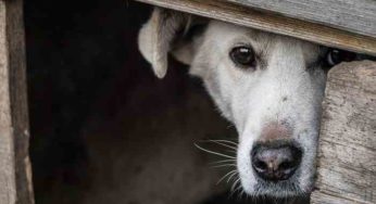 Comment rassurer un chien qui a peur de l’orage?
