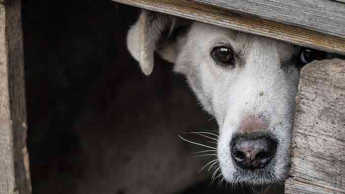 Les chiens ont en général peur de l'orage.